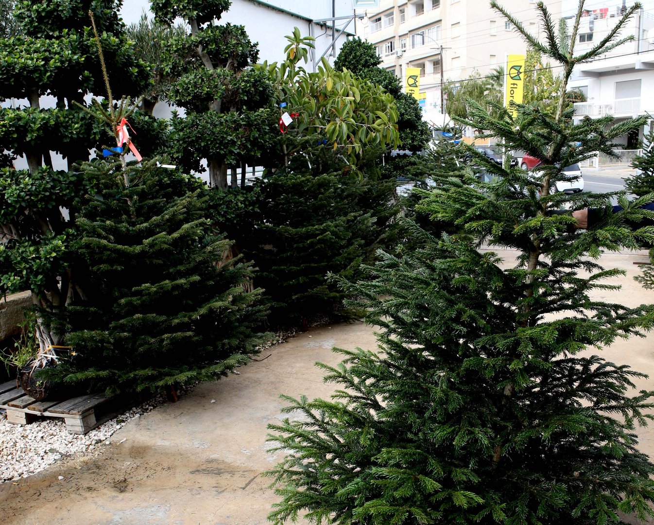 image Real or artificial: the tree debate continues