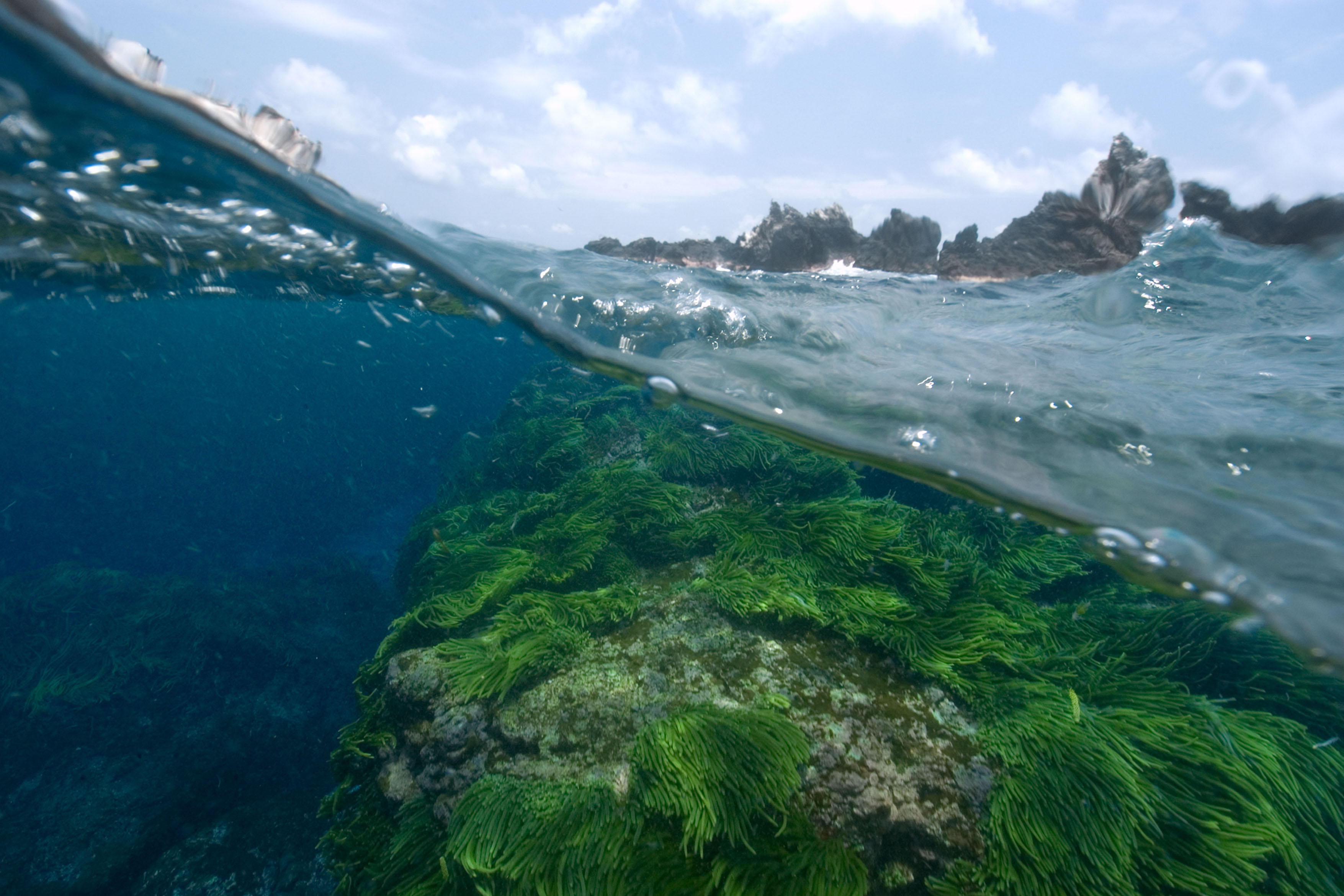 image Could algae be the sustainable food of the future?