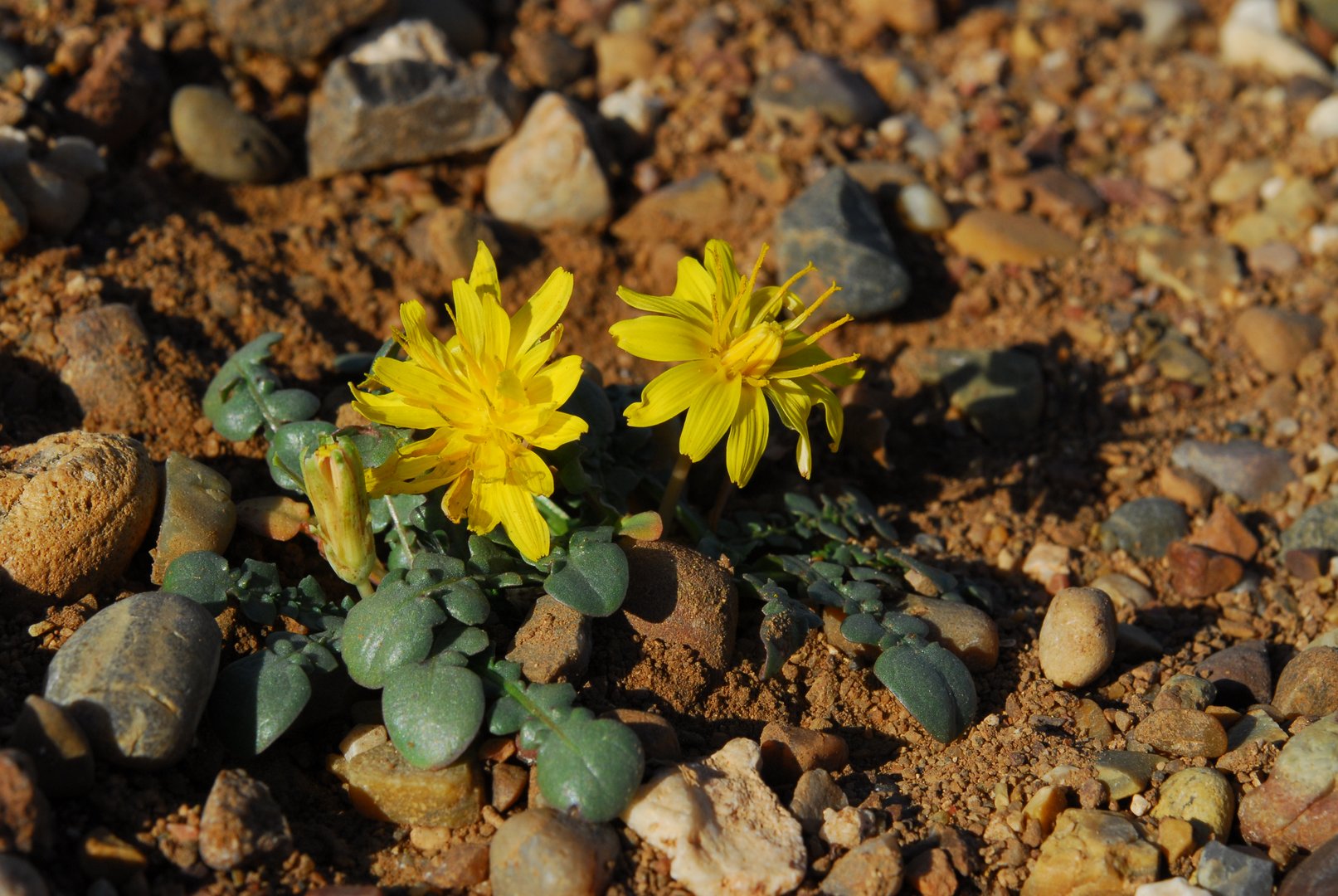 image Paphos dandelion under threat from tourism development