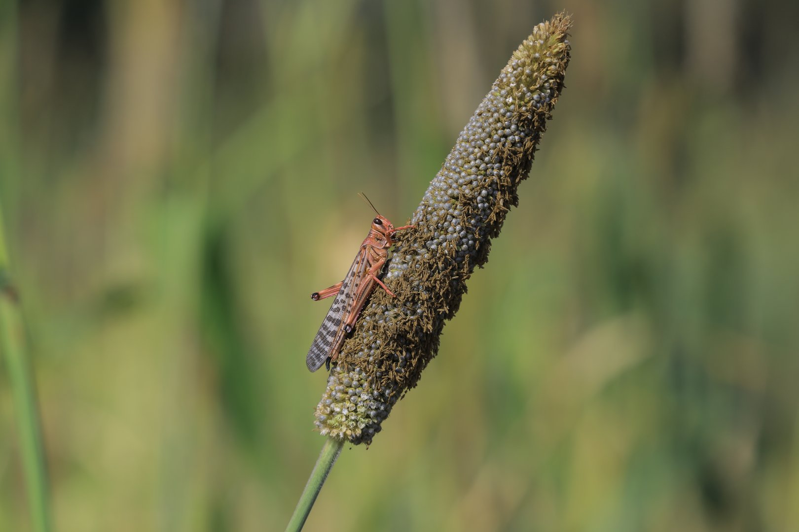 image After mealworms, EU approves locusts for consumption