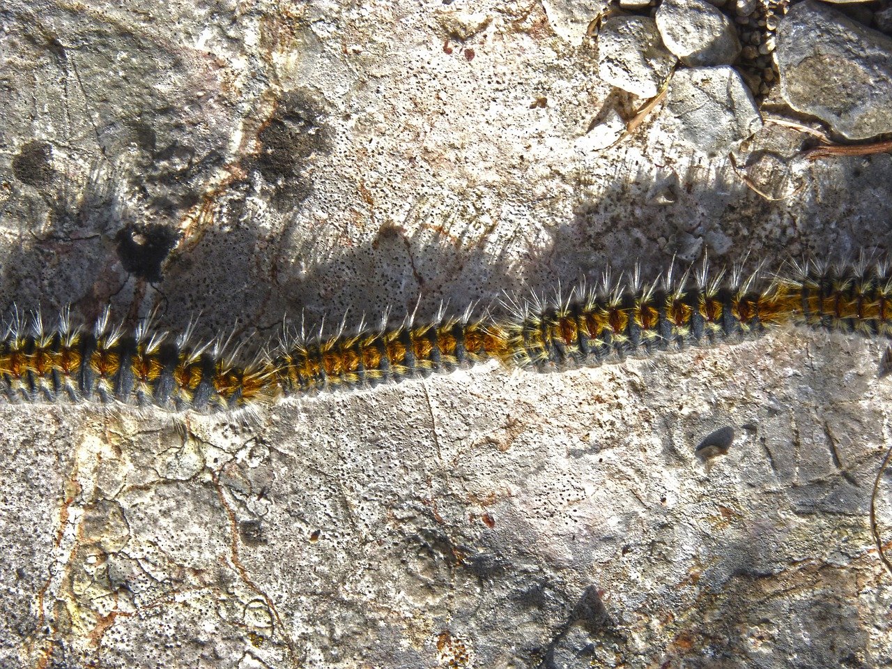 image Forestry department announces spraying campaign against destructive caterpillar