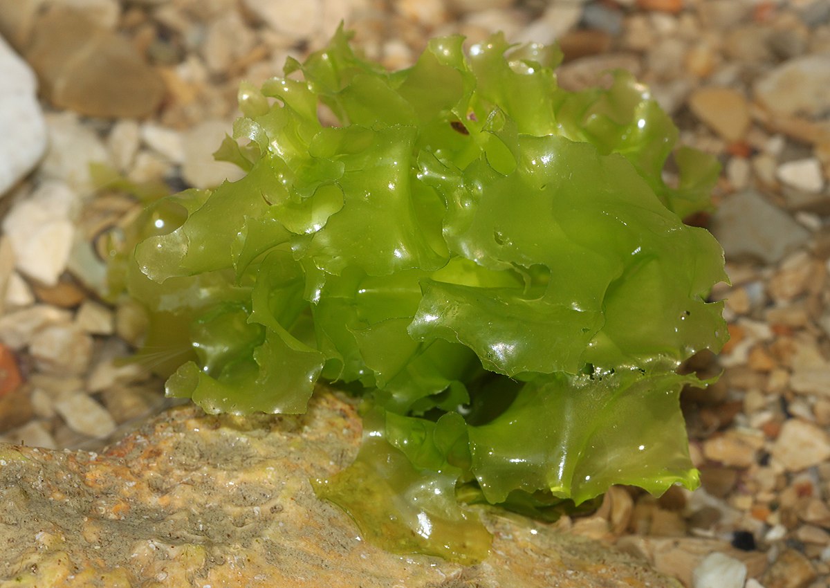 image Tepak researching ‘sea lettuce’ as food source