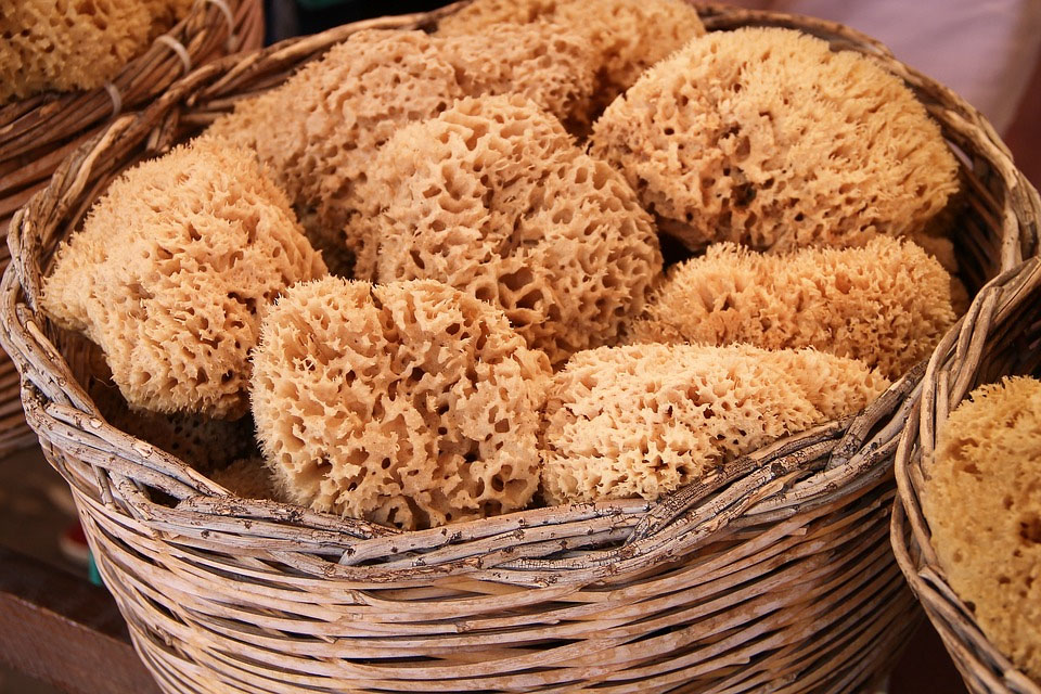 sponge