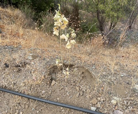 image Trees planted after fires left without water