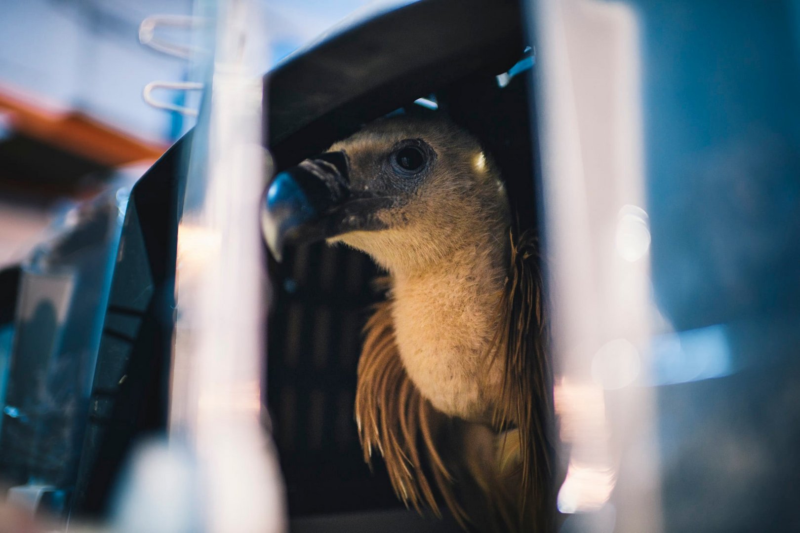 image First batch of vultures arrive ‘safe and sound’ (pics)