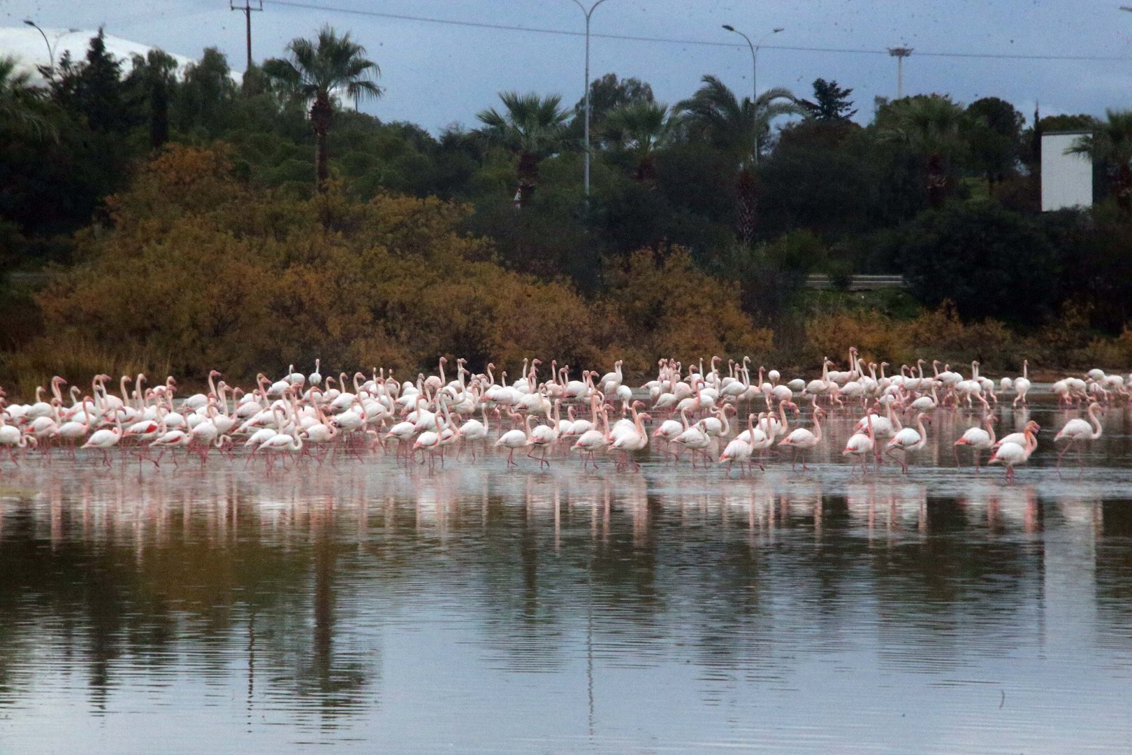 image Flamingos flock to Larnaca salt lake (photos)