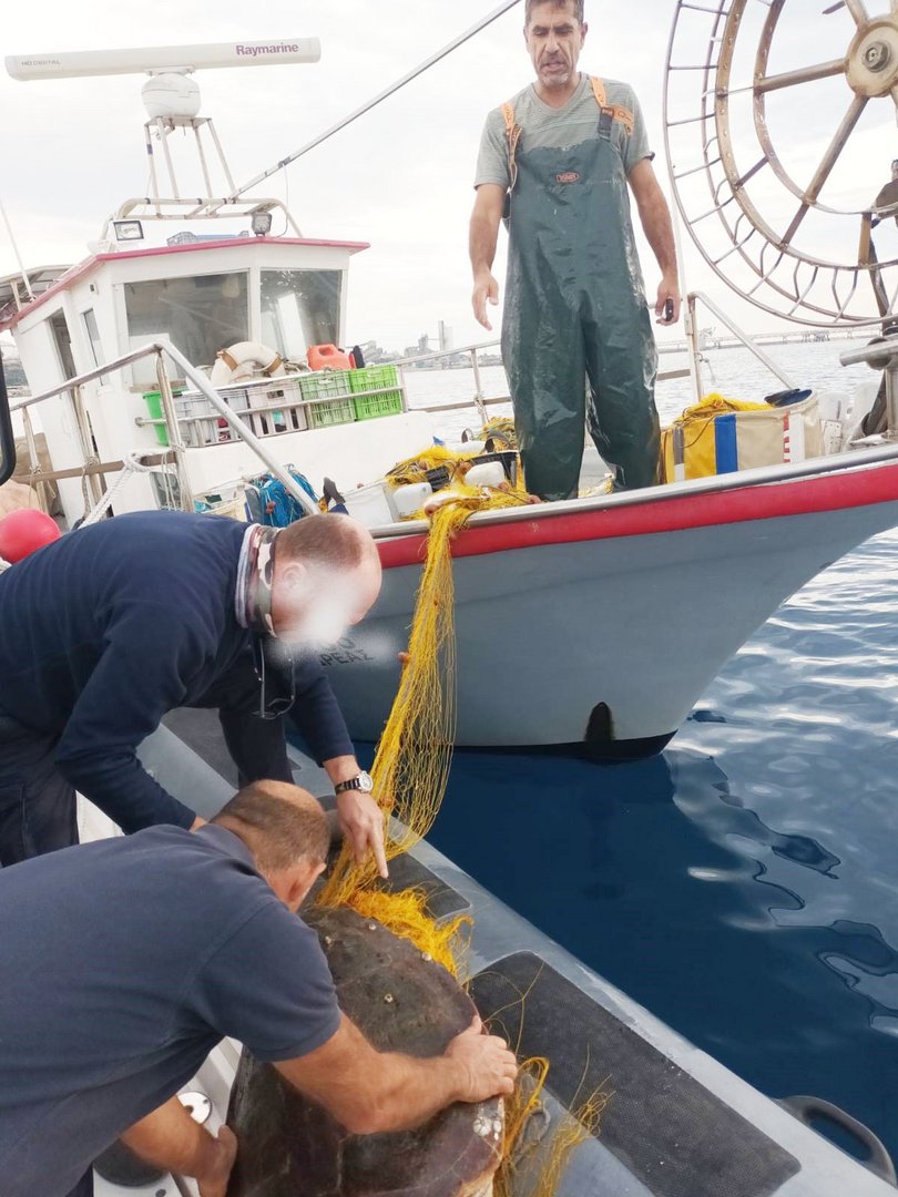 image Fishermen help rescue endangered turtle