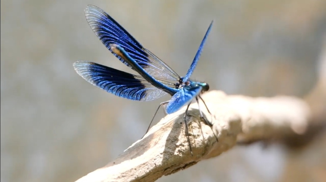 image Delicate dragonflies slapped on Red List