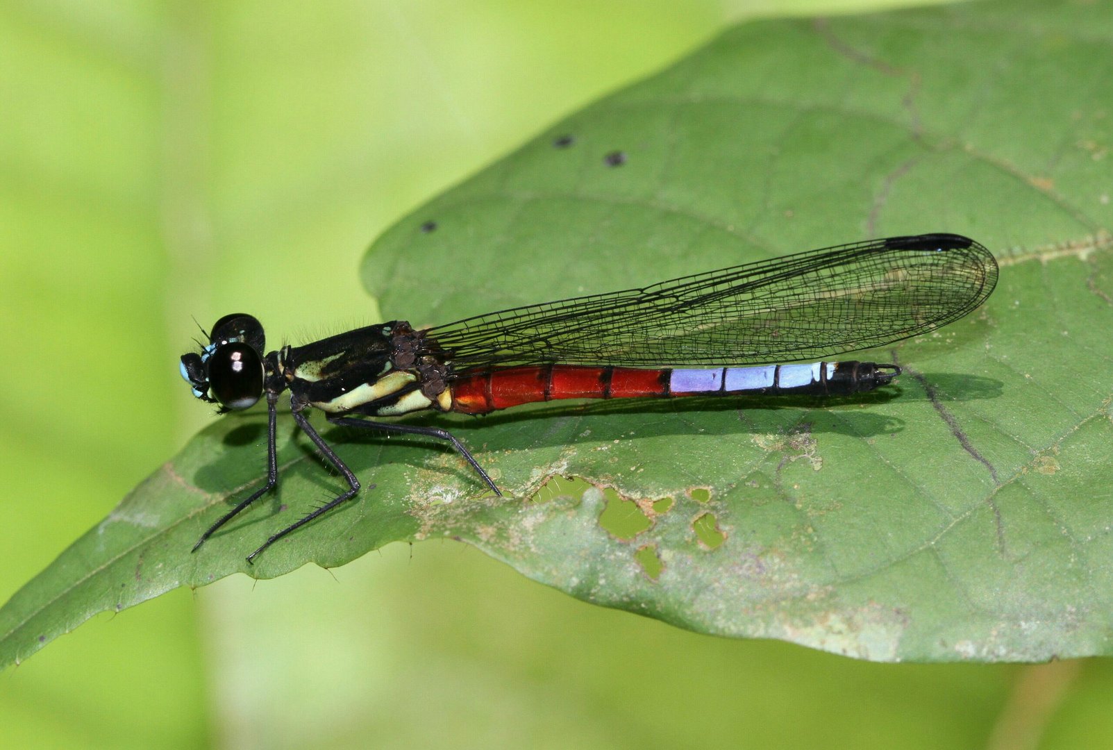 a blue africocypha varicolor, a damselfly, is seen in this undated handout picture