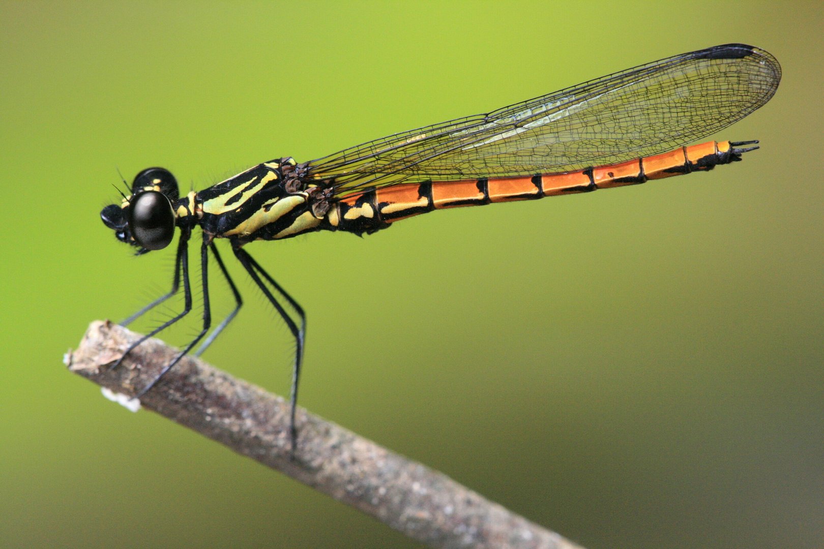 chlorocypha, a damselfly from the family chlorocyphidae, is seen in this undated handout picture