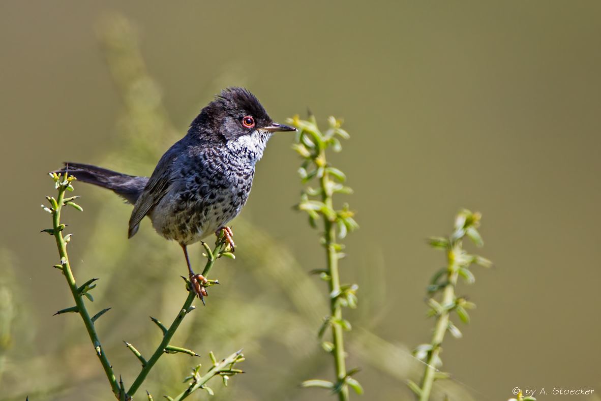 cyprus warbler by albert stoecker2 for dec 14