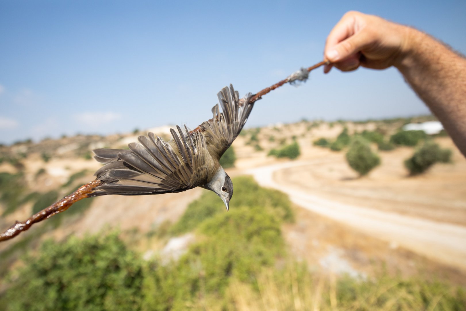 image Poacher arrested on suspicion of killing protected birds