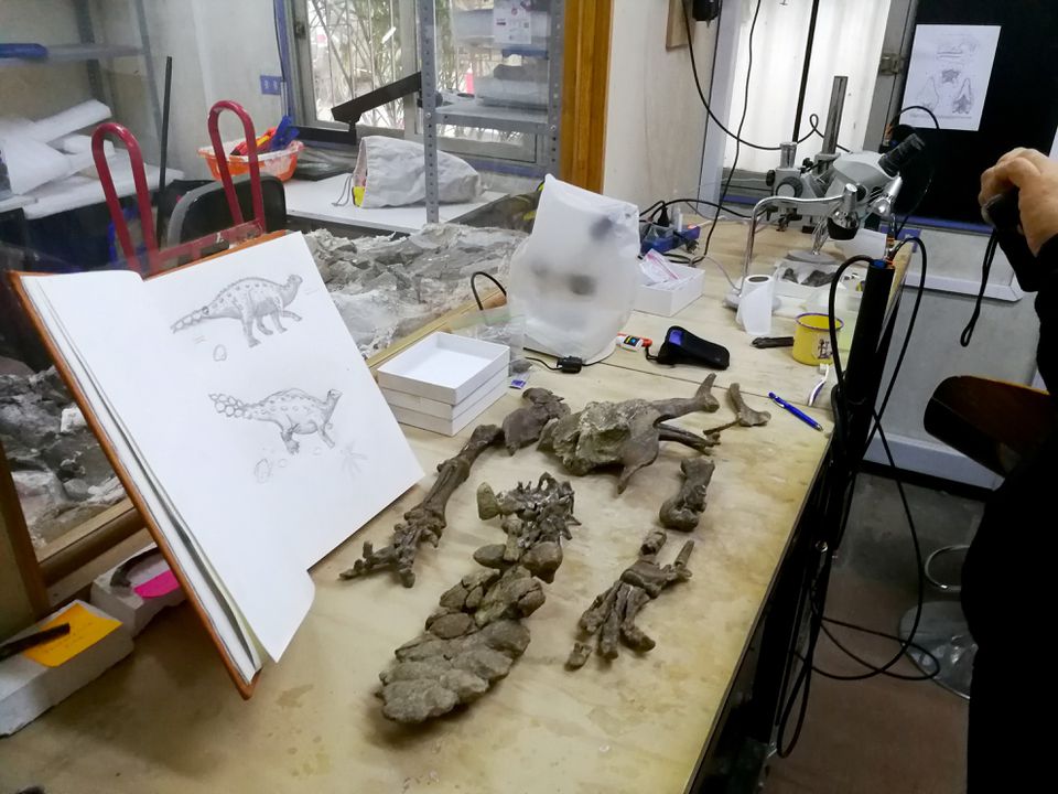 image Armoured dinosaur wielded a tail resembling an Aztec war club