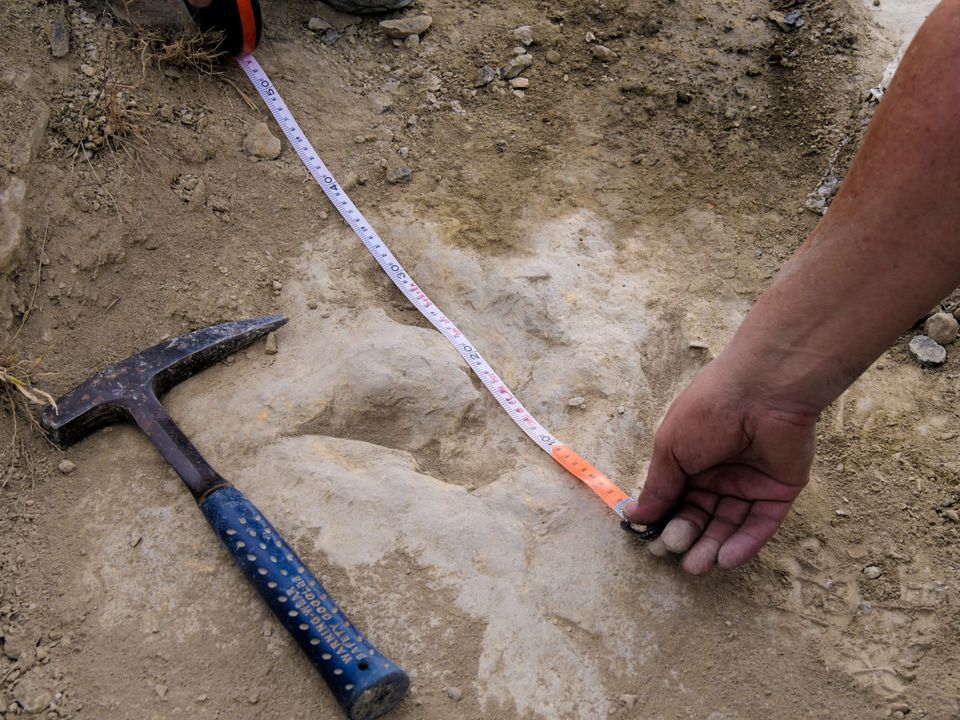 image Meat-eating dinosaurs were fast and furious
