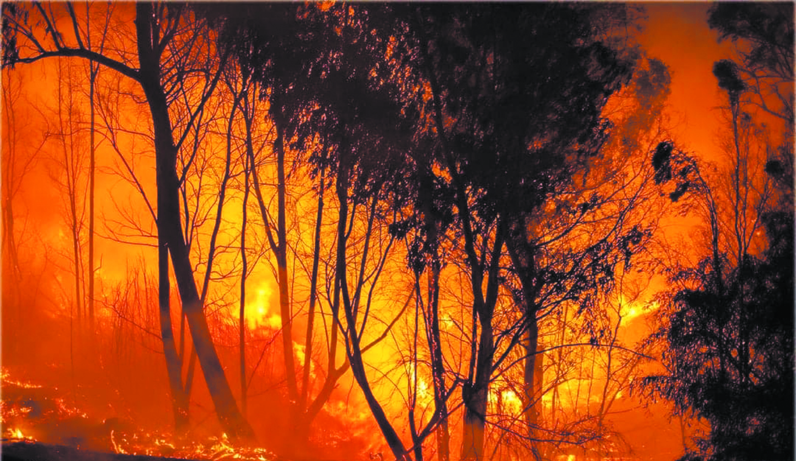 image Greece and Cyprus combine fire-fighting expertise