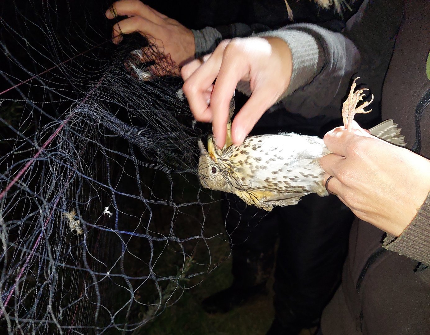 image Two arrested and charged after anti-bird trapping incident at Zygi (Updated)