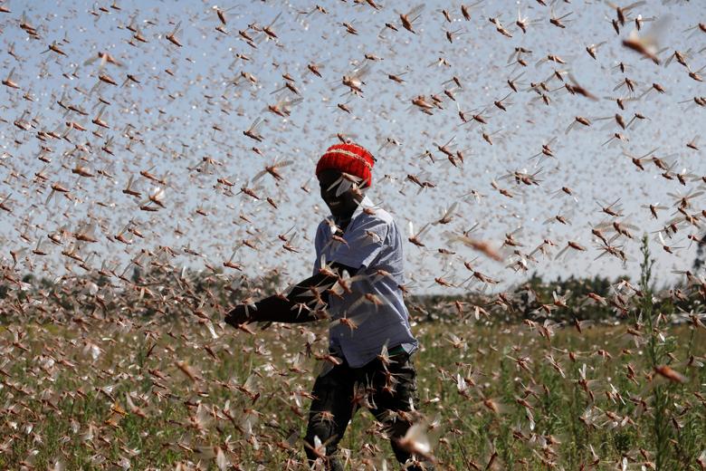 download kenya and other parts of east africa battled the worst locust plagues in decades
