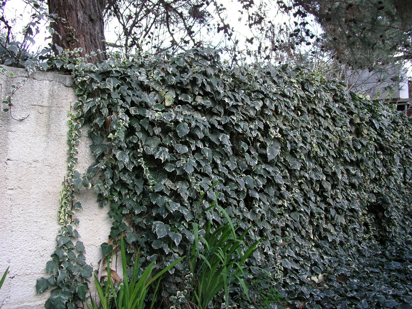 image Problem spots in the garden