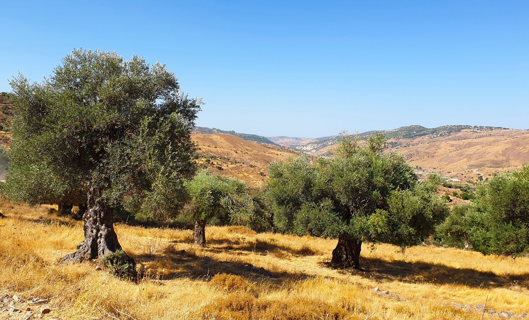 image Price rises for olive oil make it a ‘luxury item’