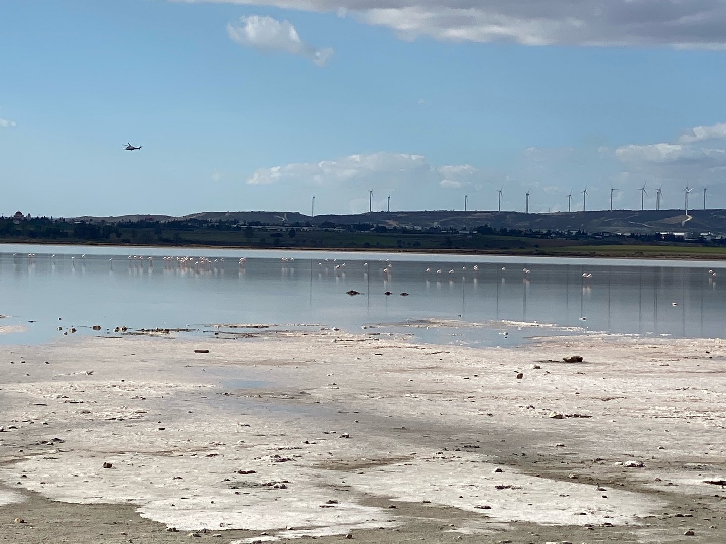 image Larnaca salt lake welcomes first flamingos