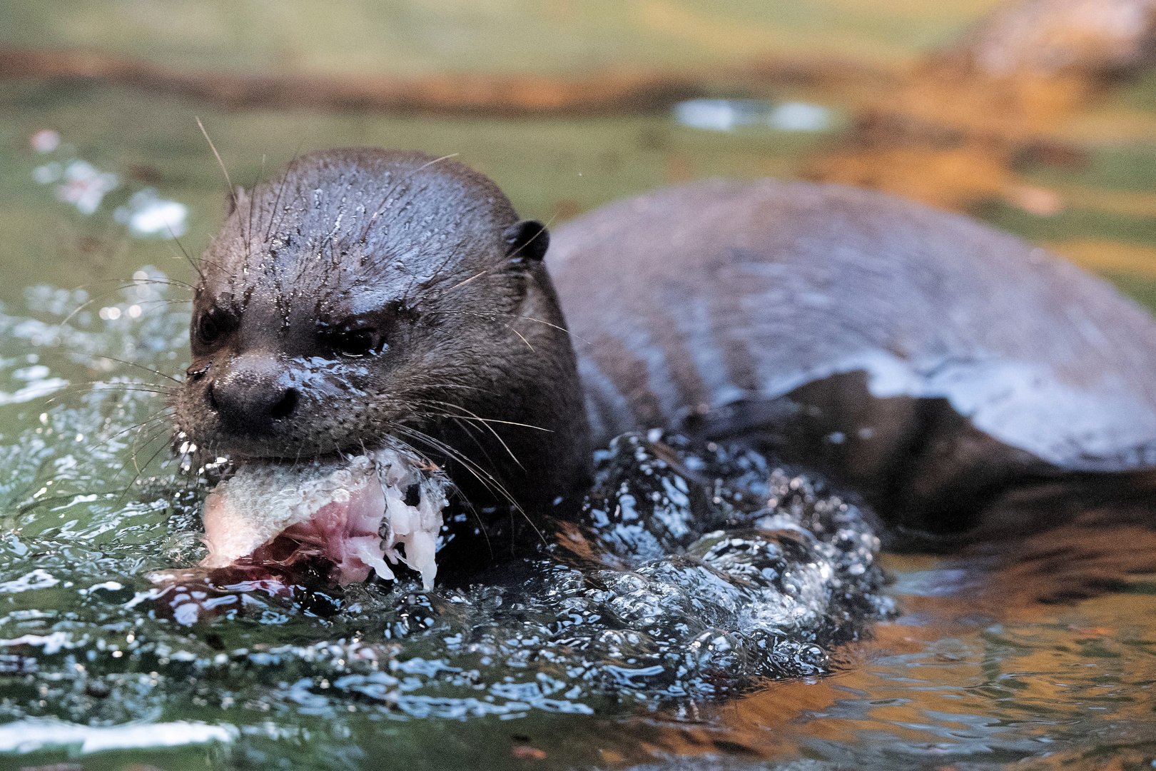 image British man recounts attack by otters in Singapore gardens