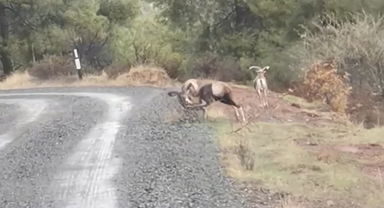 image Game wardens rescue mouflons (video)