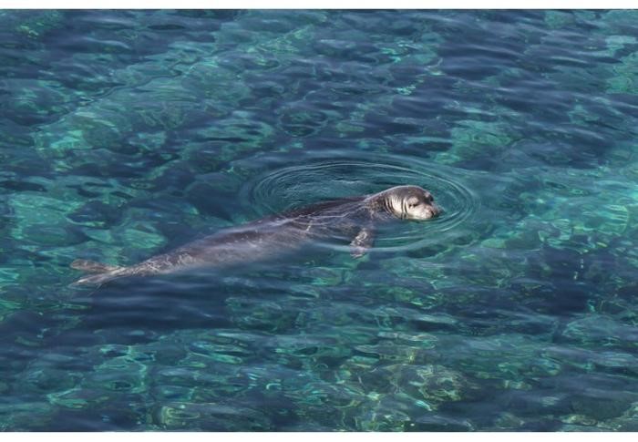 image Public urged not to disturb seals in Napa