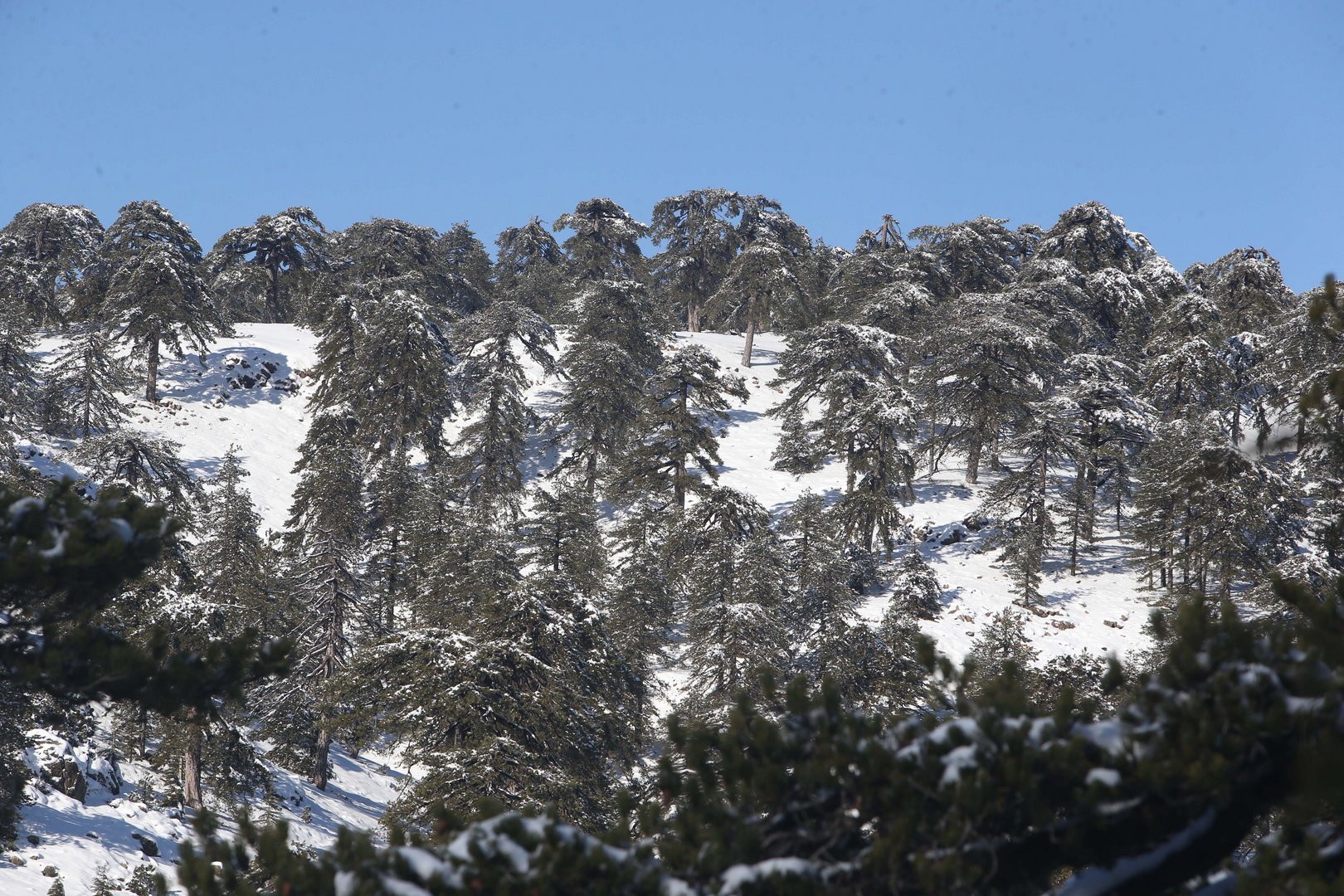 image Festive fun and a bit of work in Troodos (pics)
