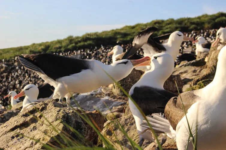 image Climate change is making monogamous albatrosses divorce