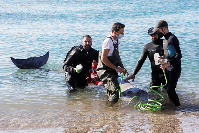 image Elusive whale stranded near beach in coastal Athens