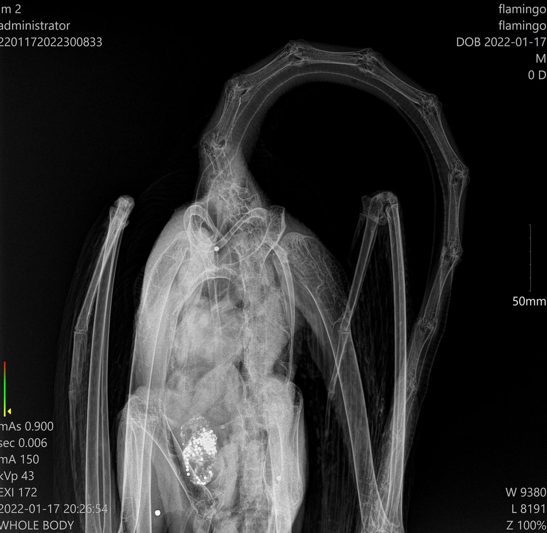 image Dead flamingo found, probably poisoned by lead and shrapnel, NGOs say