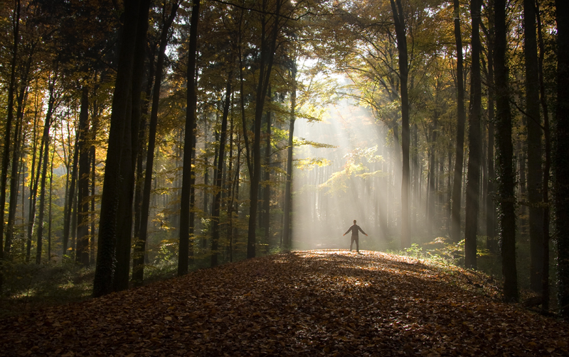 image The wonders of the woodland