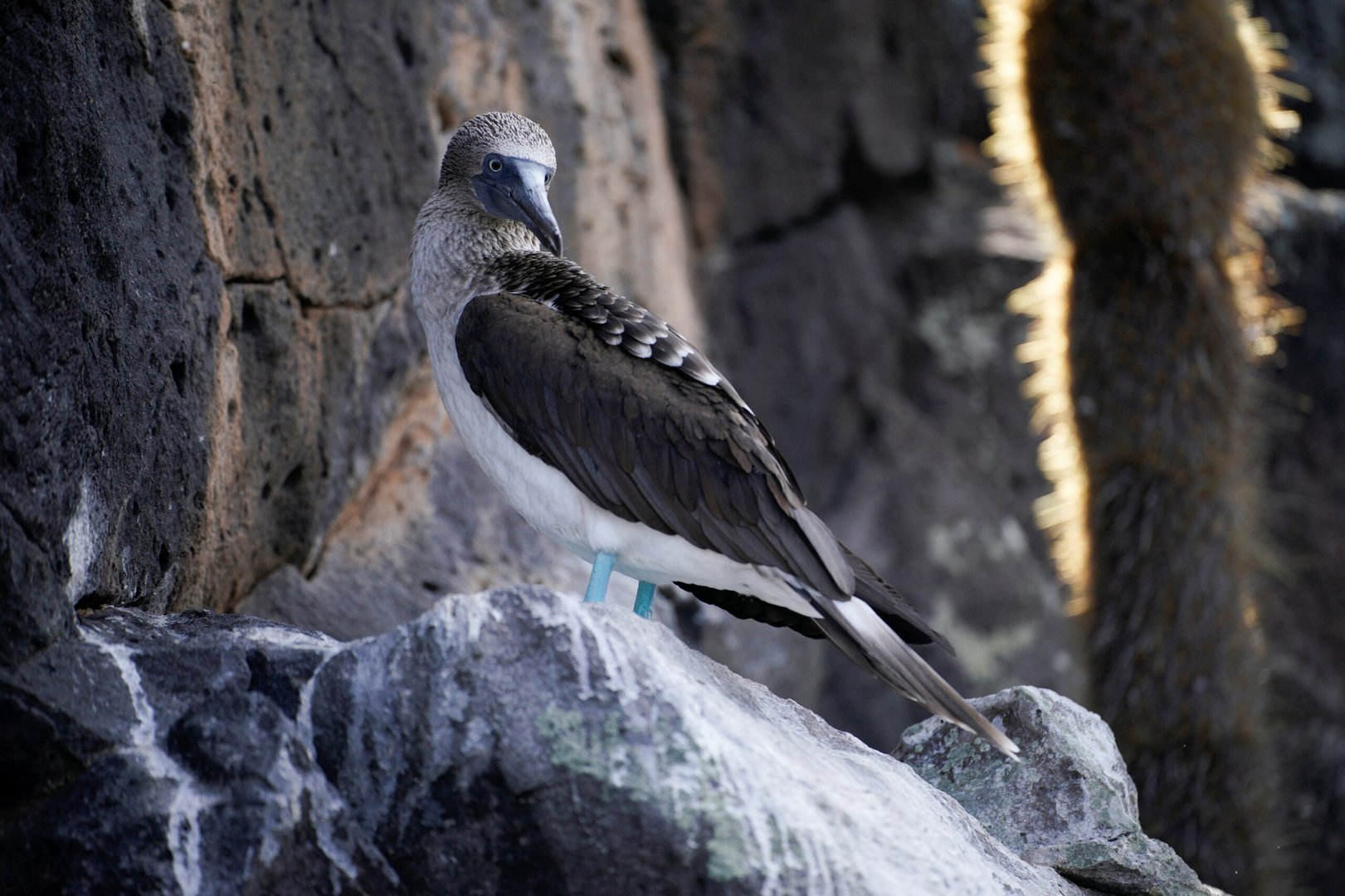 ecuador expands protected marine area around galapagos islands