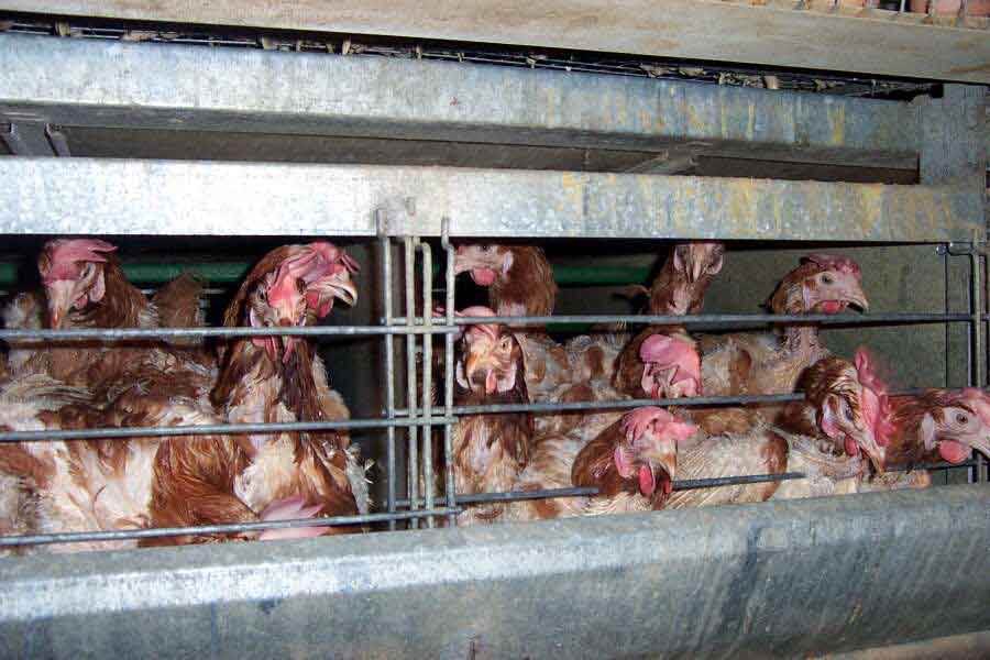image Calling time on farm caged animals
