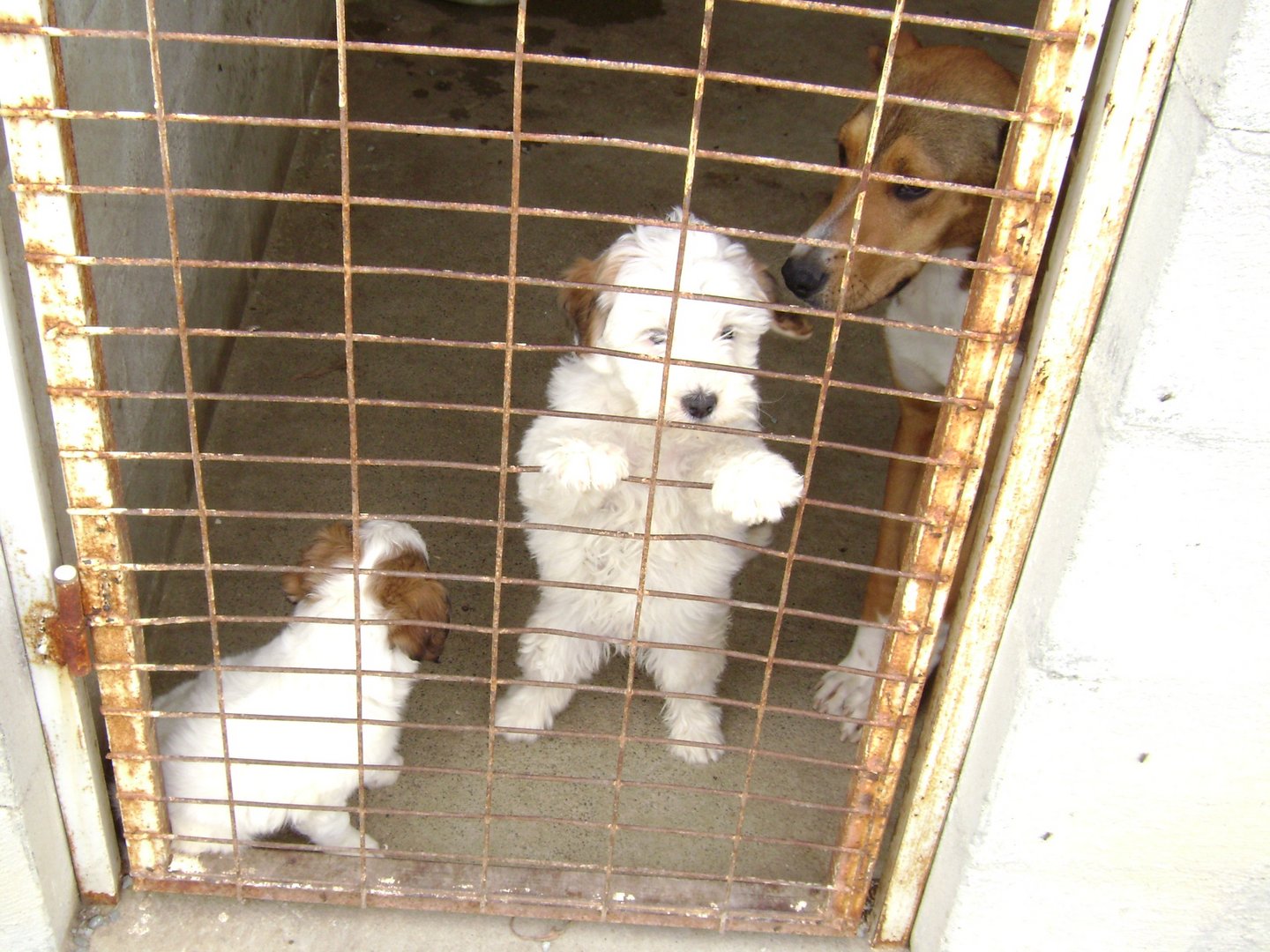 image Cabinet approves €1.5m for creation of more municipal dog shelters