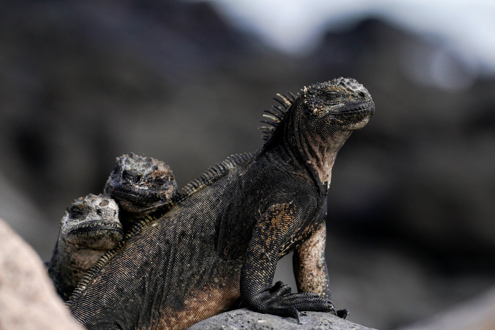 image Sensitive marine area around Galapagos Islands expanded