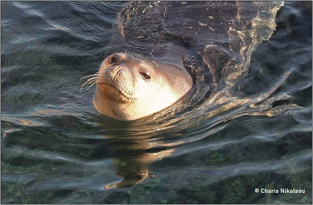image Court orders works to halt at Pentakomo port over seal population