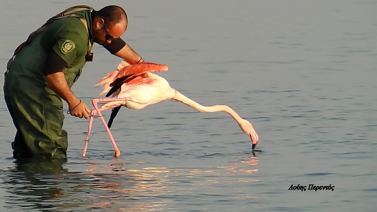 image Rescue of flamingo entangled in string