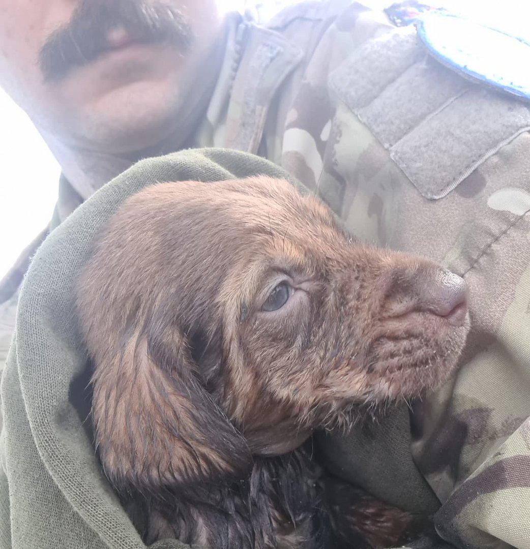image Soldiers save puppies in buffer zone
