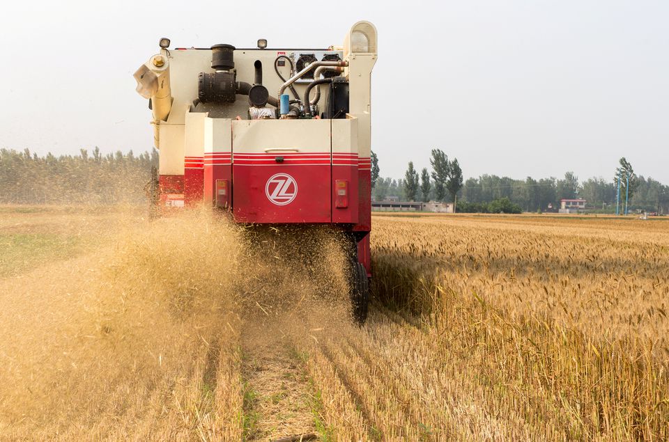 image Ozone harms East Asian crops, costing $63bln a year, scientists say