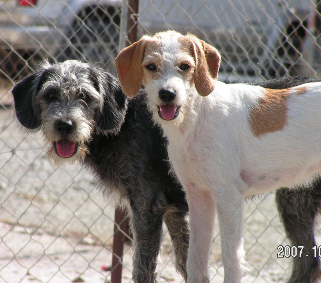 image Animal rights group says dog law not properly implemented