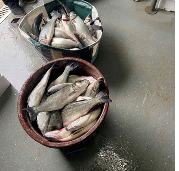 image Four booked for illegal fishing at Governor’s beach