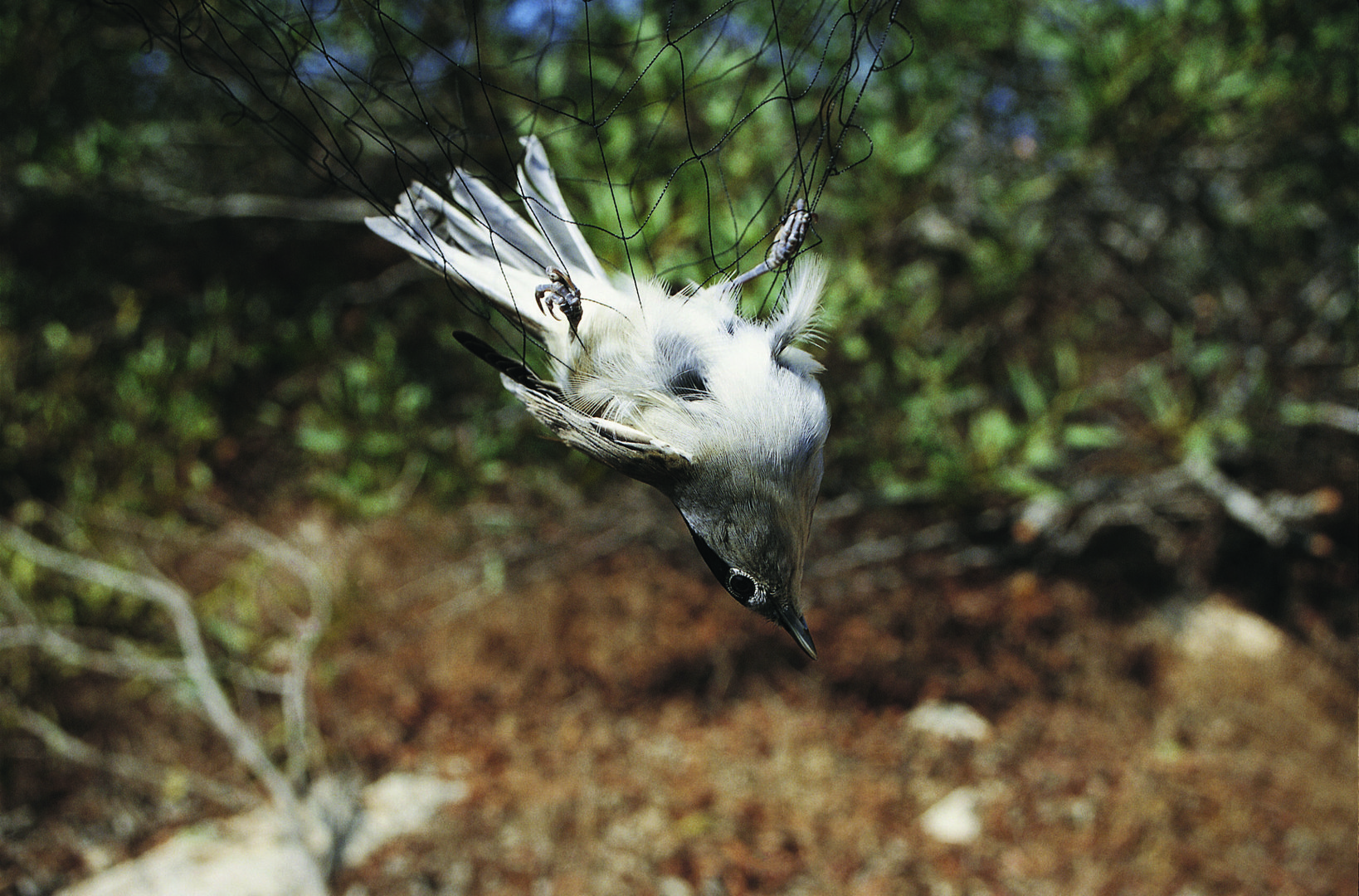 © guy shorrock (rspb images.com)