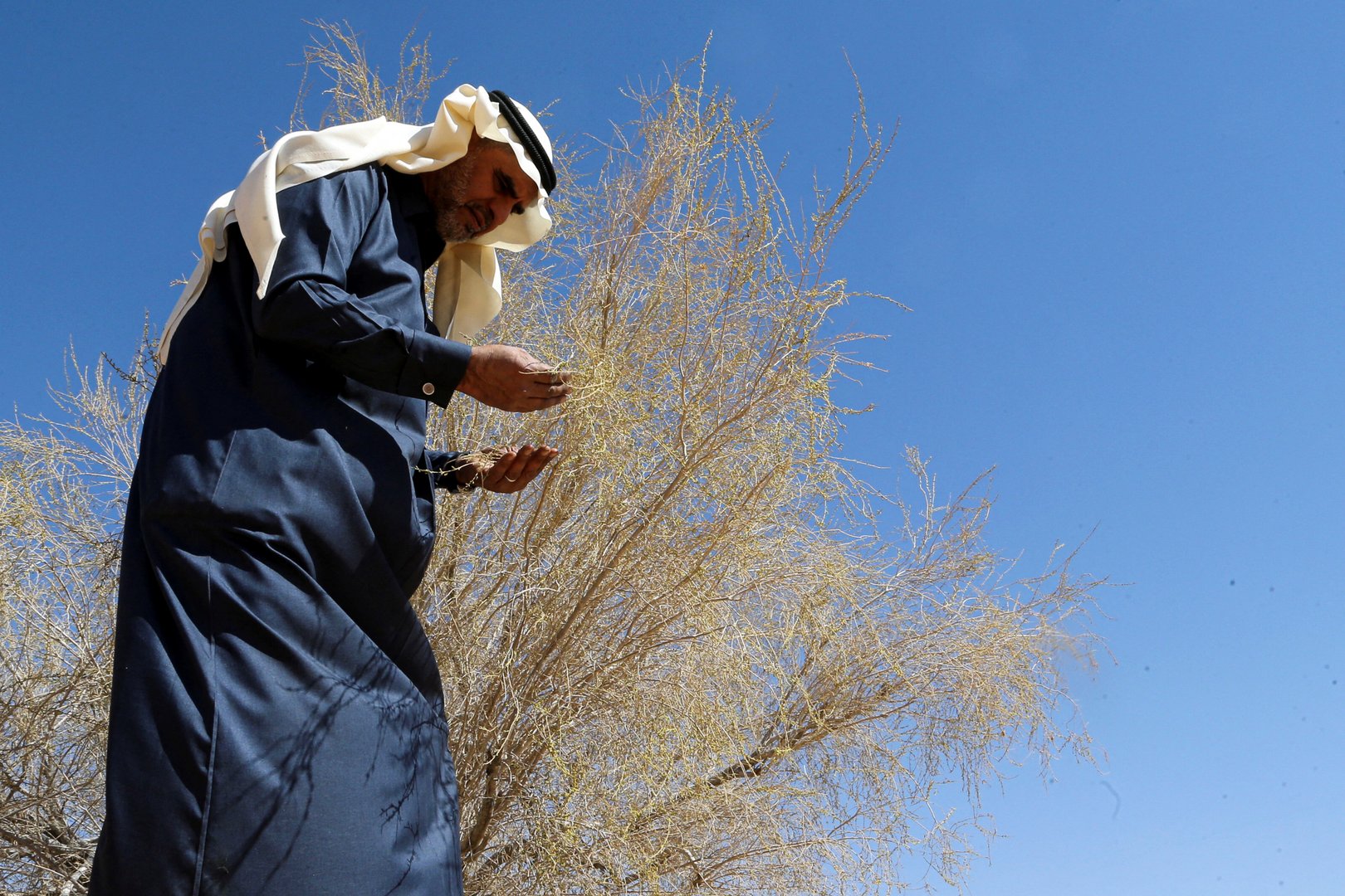 image Saudi Arabia turns to drought-surviving saxaul tree for climate defence