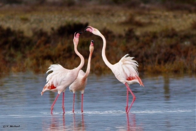 image Akrotiri Environmental &#038; Education Centre celebrates World Wetland Day