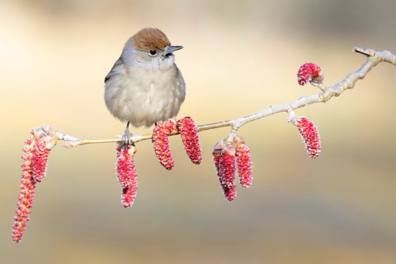 female blackcap by birdlife europe