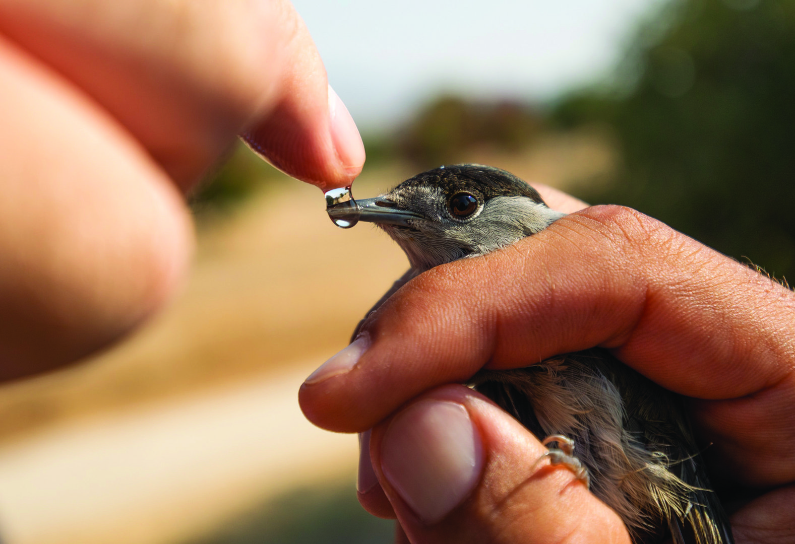 limesticks and blackcaps trapping images ben porter7