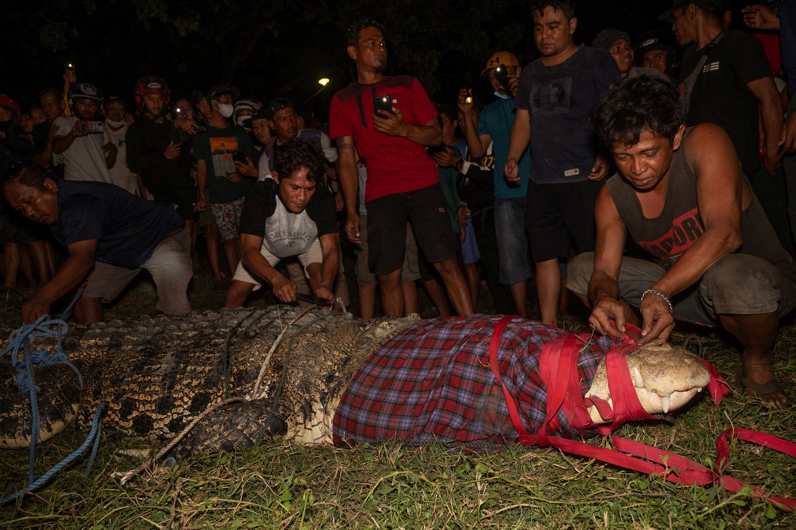 image Indonesia&#8217;s tyre-bound crocodile finally freed after six years