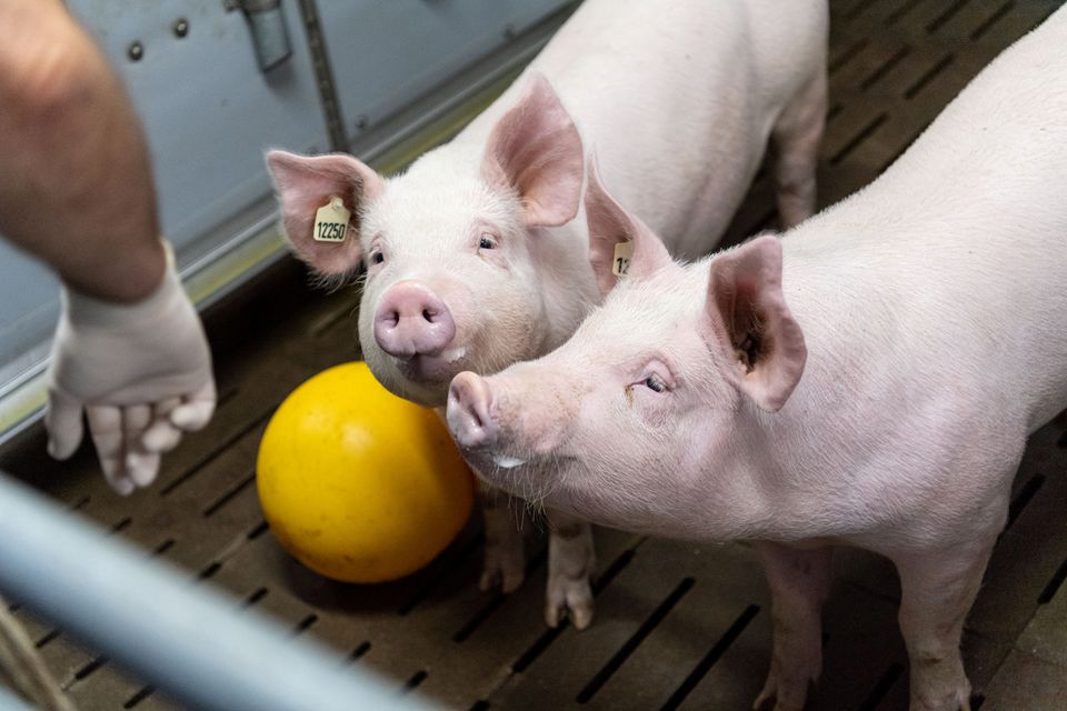 image German researchers to breed pigs for human heart transplants this year