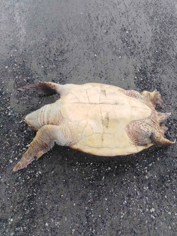 image Greens want authorities to probe turtle deaths